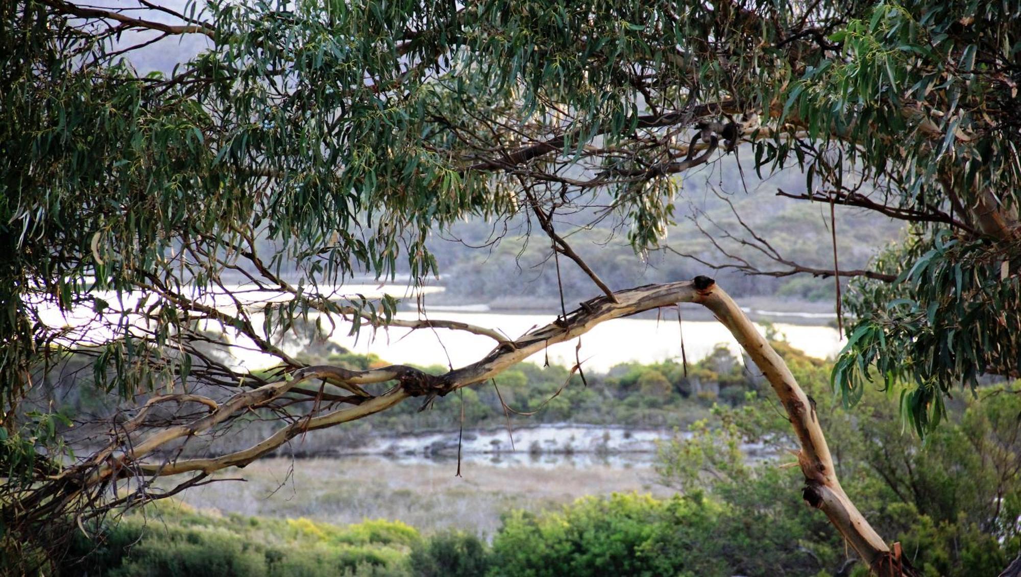 Kingfisher Cottage Beachfront At The Binalong Bay Exterior photo